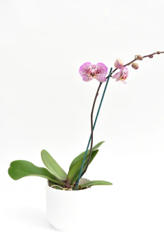 Phalaenopsis simple - tienda online