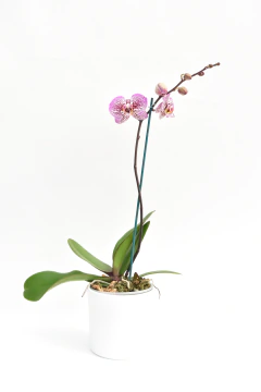 Phalaenopsis simple - Ogata Orquideas