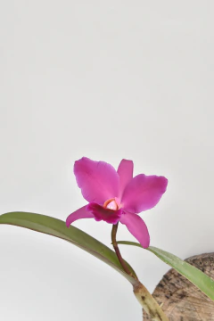Cattleya en tronco - comprar online