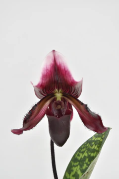 Paphiopedilum - comprar online