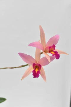 Laelia Santa Barbara Sunset - comprar online