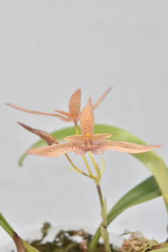 Bulbophyllum en internet