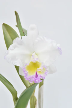 Cattleya - comprar online