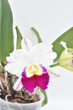 Cattleya - comprar online