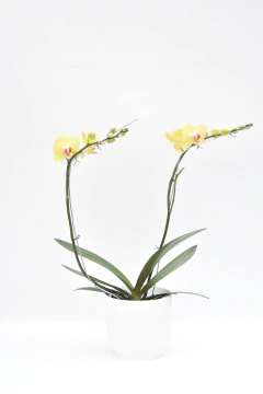 Phalaenopsis amarilla con rojo doble - tienda online