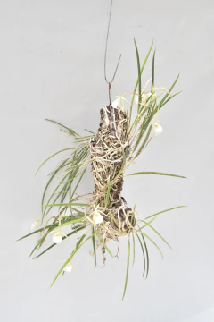 Brassavola tuberculata SIN FLOR - comprar online