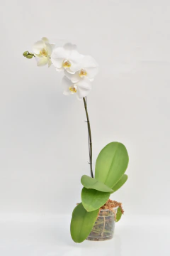 Phalaenopsis blanca simple en internet