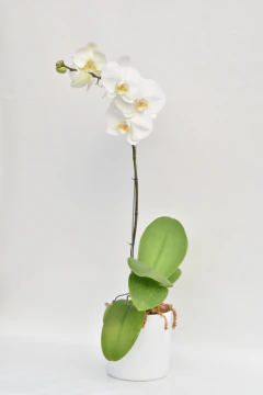 Phalaenopsis blanca simple - comprar online