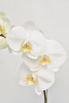 Phalaenopsis blanca simple - Ogata Orquideas