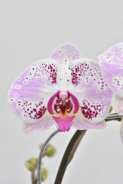 Phalaenopsis simple - comprar online
