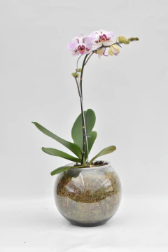 Phalaenopsis simple en internet