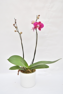 Phalaenopsis Doble Bordo - tienda online