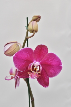 Phalaenopsis Doble Bordo en internet