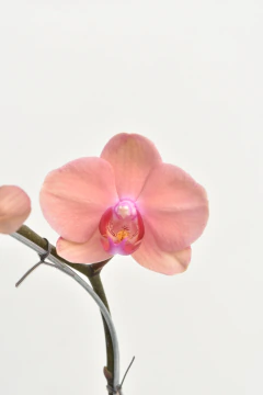Phalaenopsis Naranja - comprar online