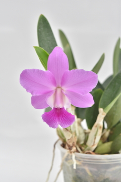 Cattleya en internet