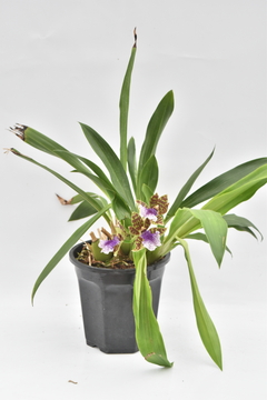 Zygopetalum - comprar online