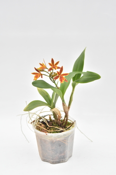 Cattleya - comprar online