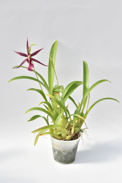 Miltonia - comprar online