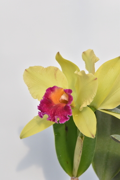 Cattleya en internet