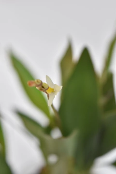 Dendrochilum filiforme en internet
