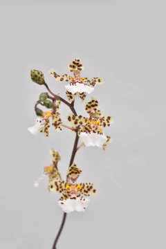 Trichocentrum jonesianum SIN FLOR en internet