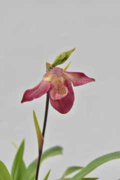 Paphiopedilum - comprar online