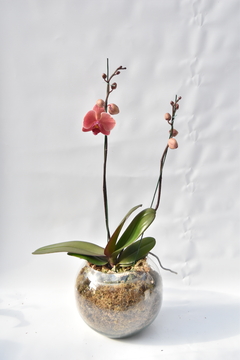 Phalaenopsis Coral Doble - tienda online
