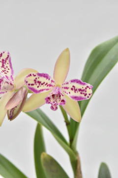 Cattleya - comprar online