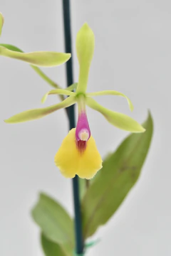Epidendrum Rene Marquez - comprar online