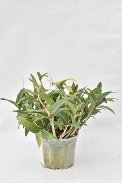 Dendrobium kingianum SIN FLOR