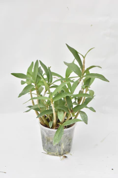 Imagen de Dendrobium kingianum SIN FLOR