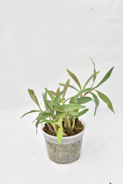 Dendrobium kingianum SIN FLOR - tienda online