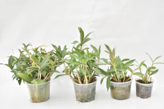 Dendrobium kingianum SIN FLOR en internet