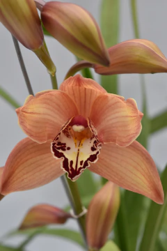 Cymbidium 1 vara - comprar online