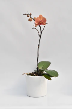 Phalaenopsis simple - Ogata Orquideas