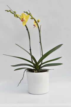 Phalaenopsis amarilla con rojo doble en internet