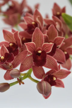 cymbidium dorothy stockstill - comprar online