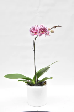 Phalaenopsis Moteada simple - Ogata Orquideas