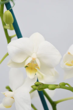 Phalaenopsis MIDI blanca - comprar online