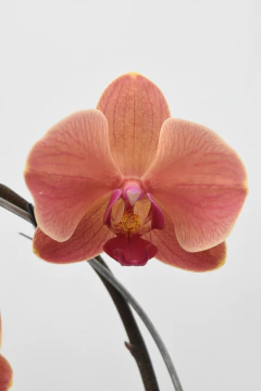Phalaenopsis Doble - comprar online