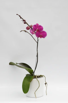 Phalaenopsis simple - Ogata Orquideas