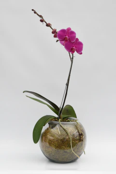 Phalaenopsis simple en internet