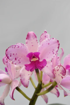 Cattleya - comprar online