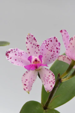 Cattleya - comprar online