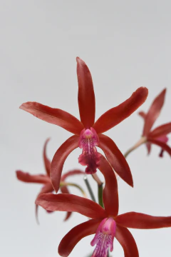 Cattleya - comprar online