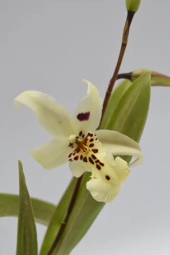 Beallara Winter Wonderland - comprar online