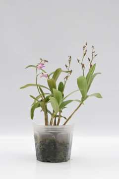 Dendrobium Kingianum - comprar online