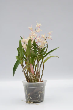 Dendrobium kingianum - comprar online