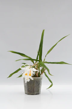 Coelogyne cristata - comprar online