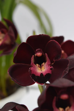 Cymbidium 1 vara - comprar online
